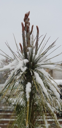 Pinus wallichiana- Õèìàëàéñêè áîð