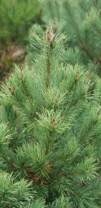 Pinus strobus- Веймутов бор