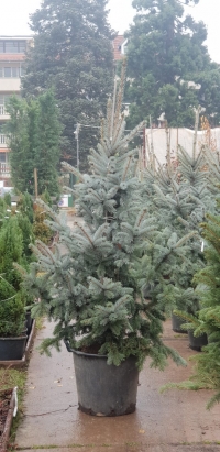 Picea pungens 'Hoopsii' – Cpeбpиcт cмъpч