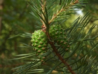 Pinus sylvestris - Бял бор 