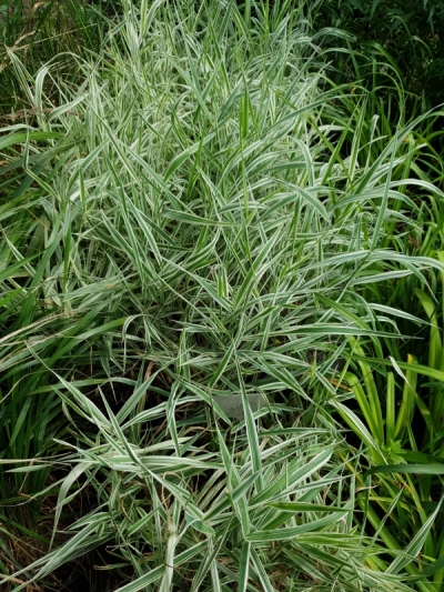 Phalaris arundinacea- Жълта тръстикова трева