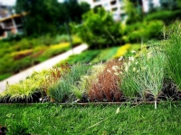 Декоративни треви