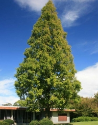 Metasequoia glyptostroboides, Kитайско червено дърво