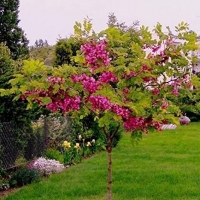 Robinia hispida, Розова акация