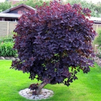 Cotinus coggygria Royal Purple, ×åðâåâíîëèñòíà ñìðàäëèêà