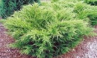Juniperus media Mint Julep