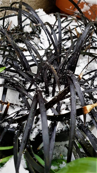 Ophiopogon planiscapus 'Nigrescens'- Офиопогон, черна трева