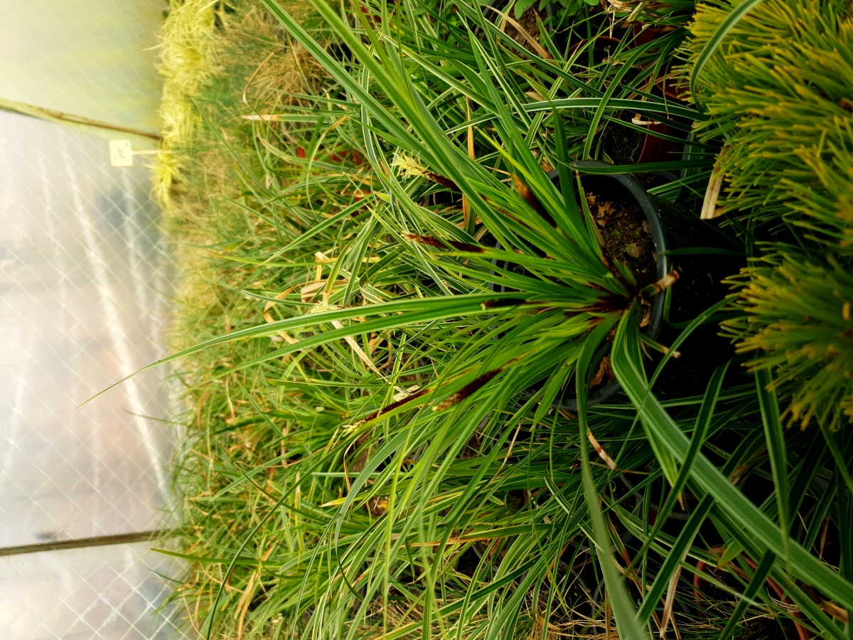 Carex morrowii 'Ice Dance'-   