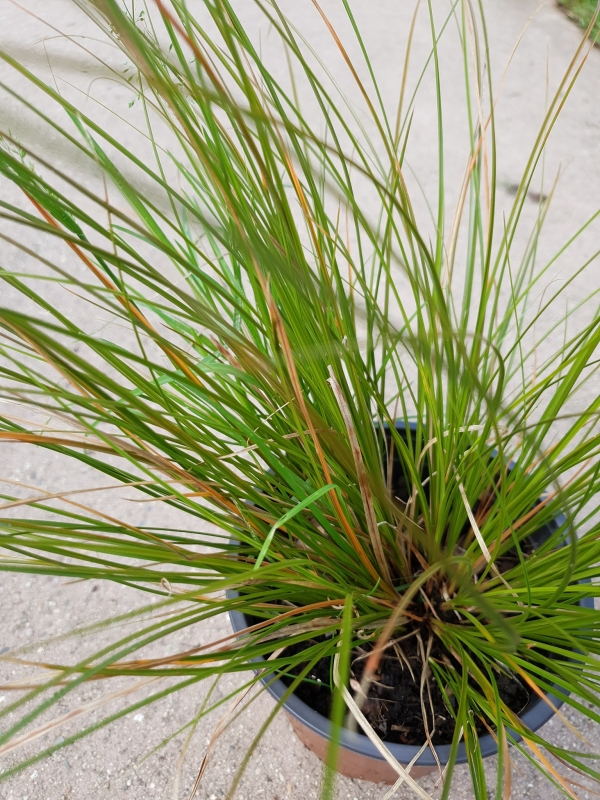 Carex testacea 'Prairie Fire'-   