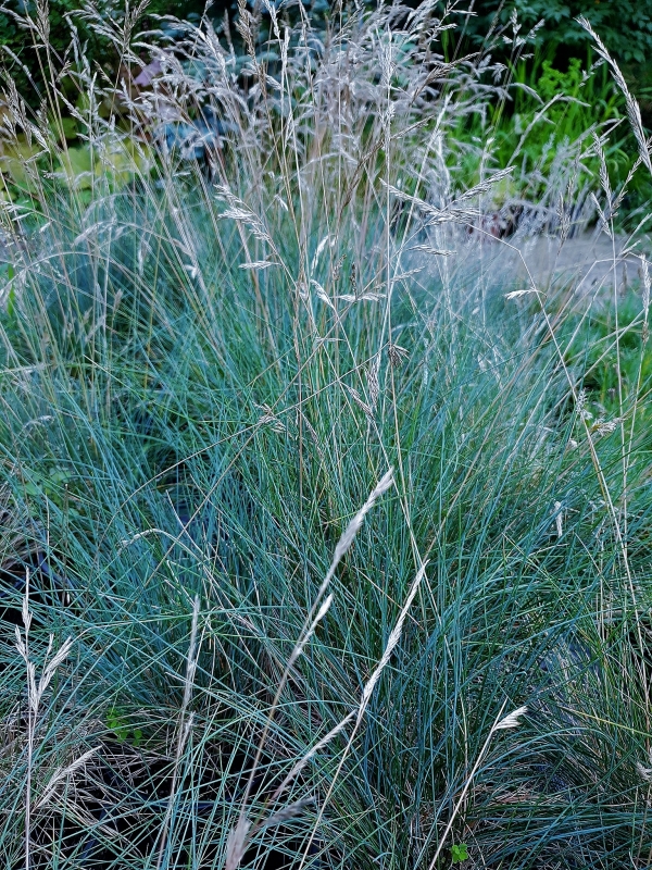 Festuca glauca-   ,  