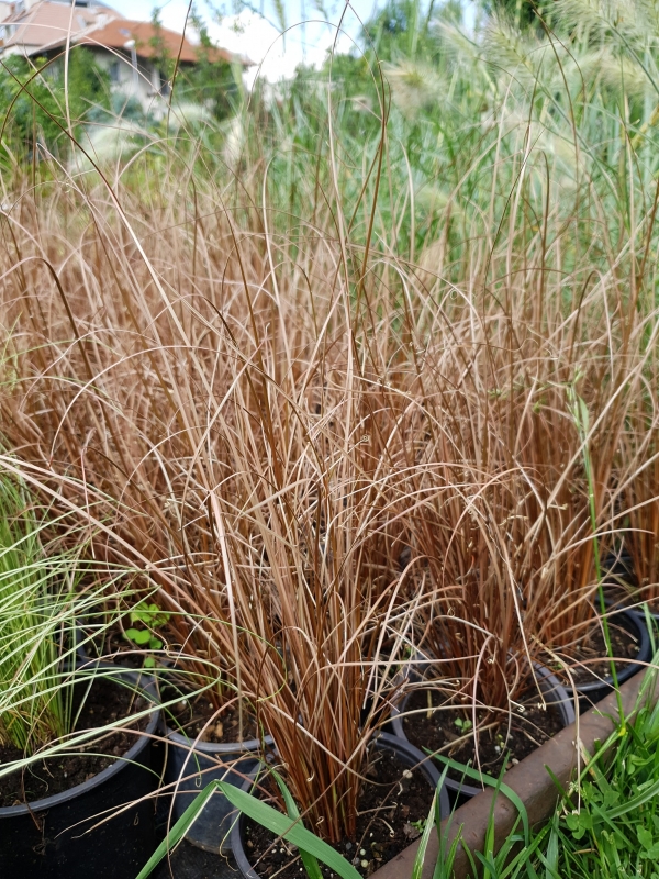 Carex buchananii 'Red Rooster'-  ' '