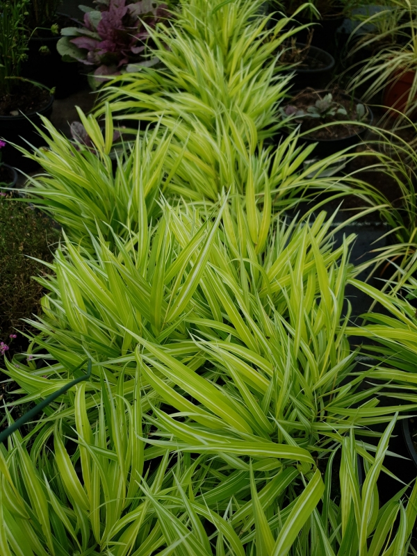 Hakonechloa macra 'Stripe It Rich' -   