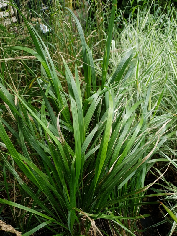 Calamagrostis brachytricha- , 