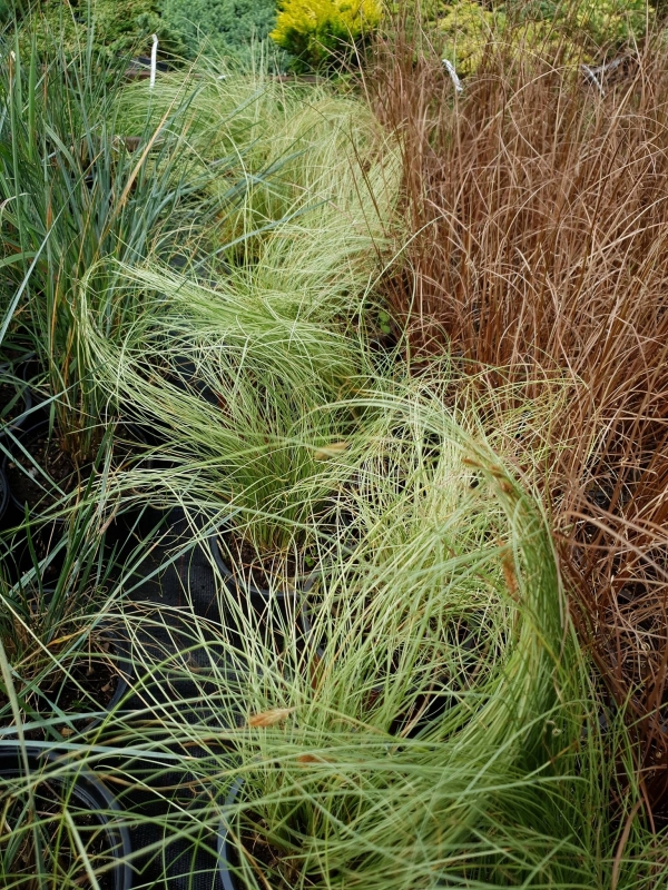 Carex comans 'Amazon Mist'- Карекс ' Амазонска мъгла'
