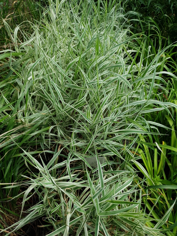 Phalaris arundinacea-   