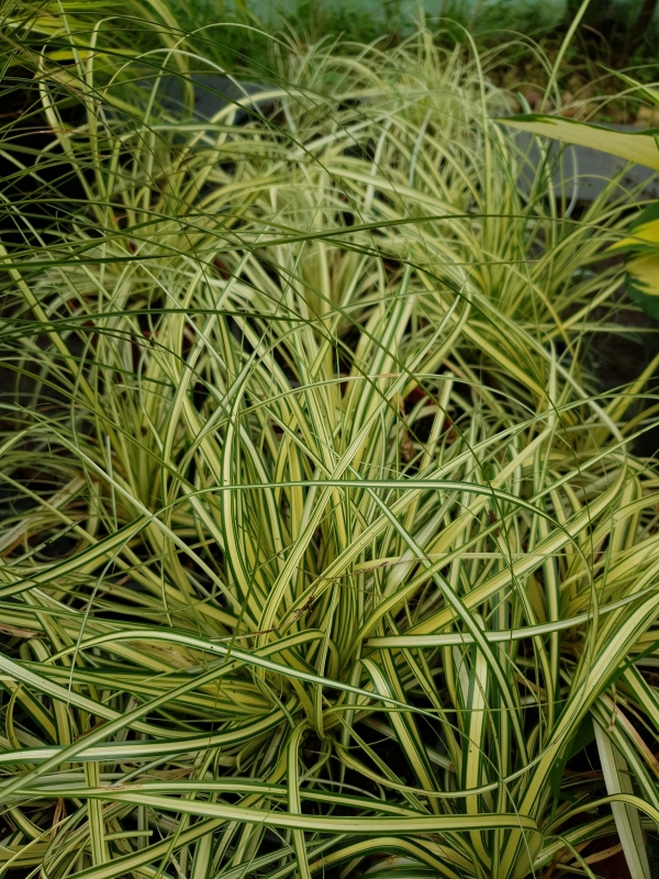 Carex oshimensis "Evergold"- Карекс Евърголд