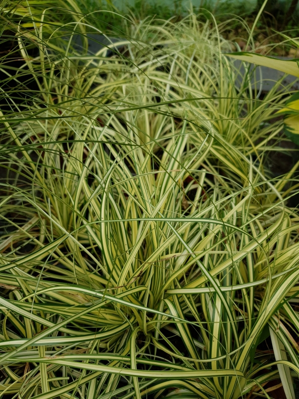 Carex oshimensis "Evergold"-  