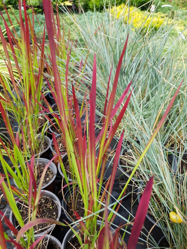 Imperata cylindrica 'Red baron'-  ' '