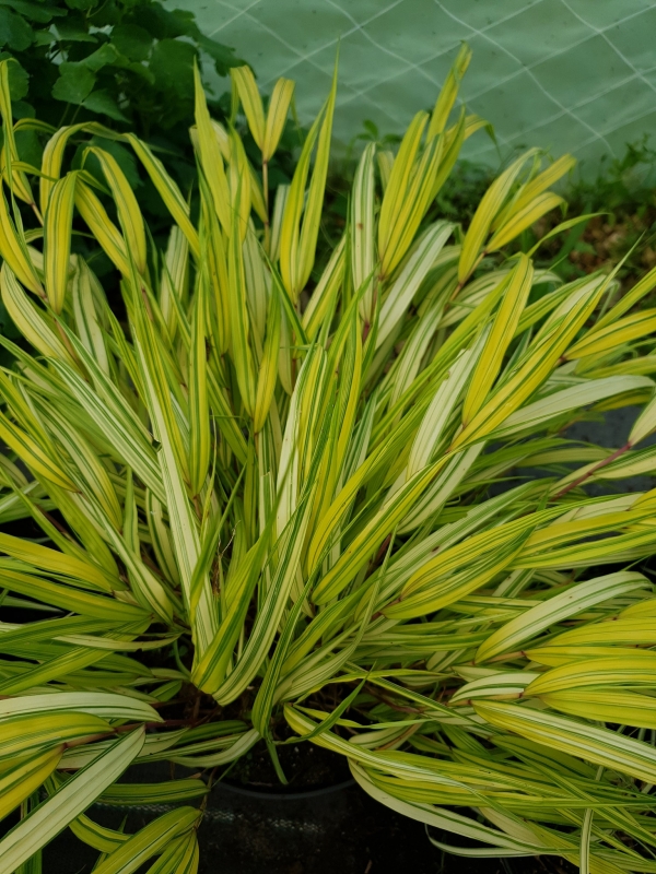Hakonechloa macra ' Aureola' - Японска жълта плачеща трева 