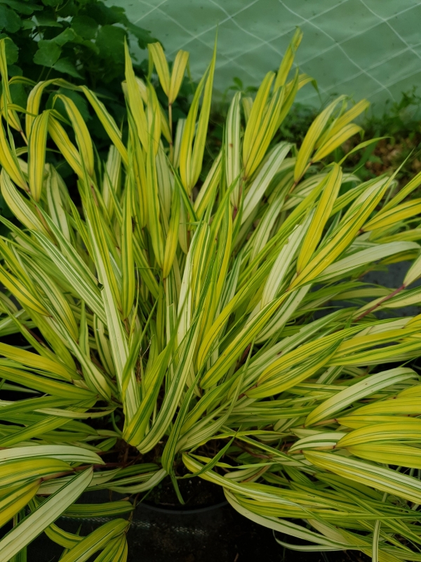 Hakonechloa macra ' Aureola' -     