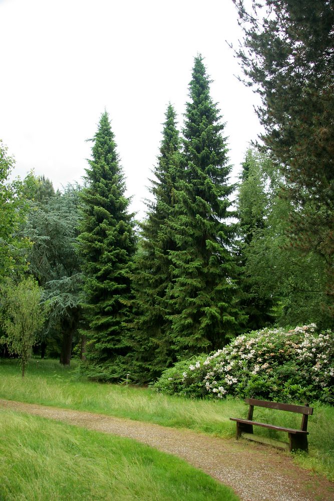 Picea omorika- Сръбски смърч