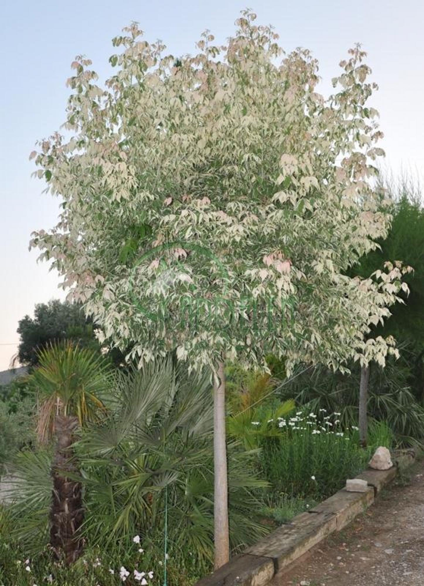 Acer negundo Flamingo,   