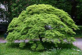 Acer palmatum,   