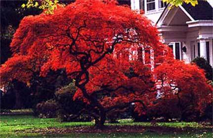 Acer palmatum Atropurpureum ,   