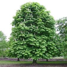 Aesculus hippocastanum,  