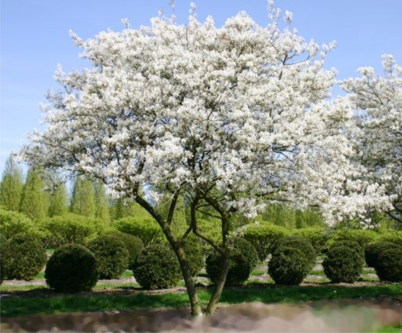 Amelanchier lamarckii, , 