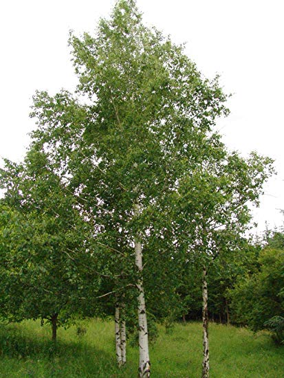 Betula pendula,  