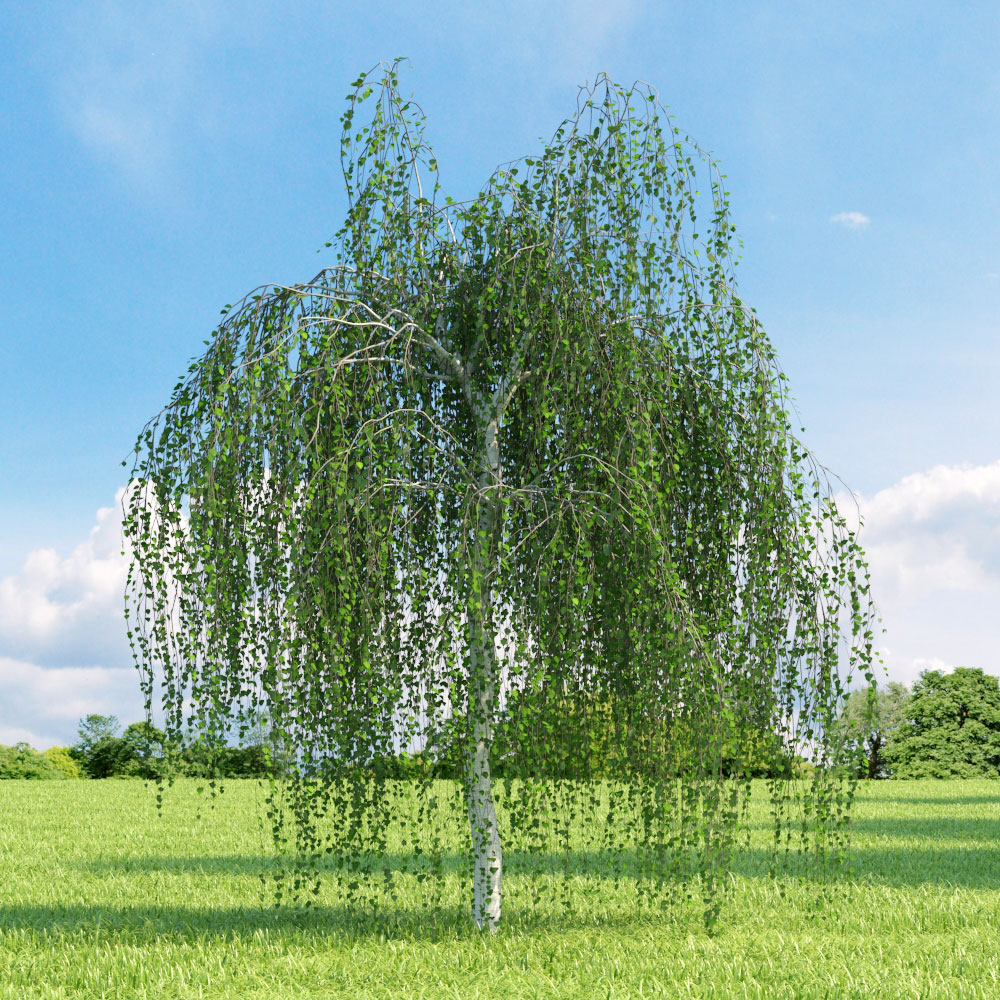 Betula pendula Youngii,  