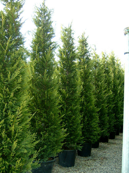  - Cupressocyparis leylandii,  