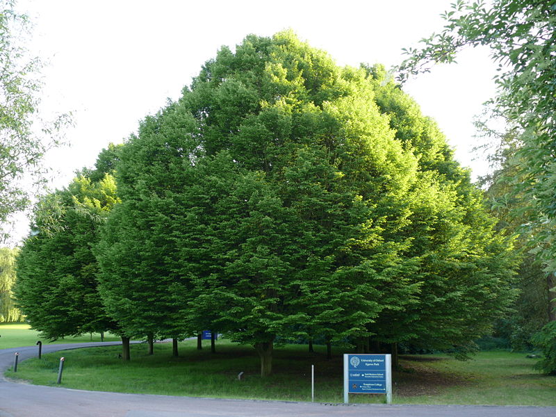 Carpinus betulus,  