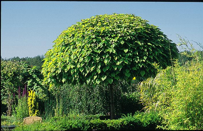 Catalpa bignonioides Nana,   