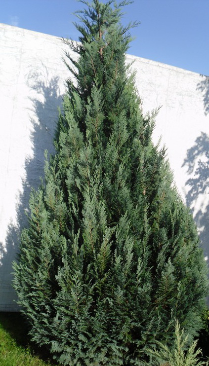 Chamaecyparis lawsoniana Alumi,  