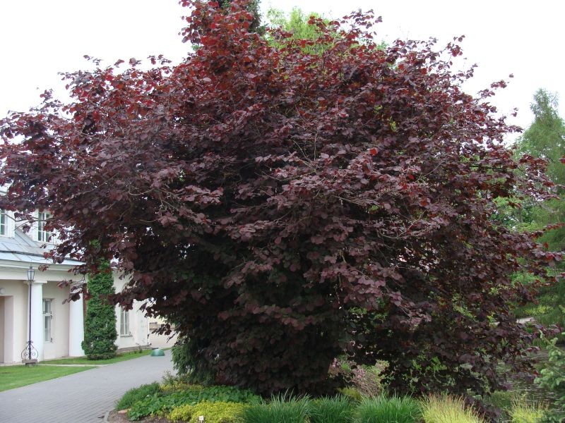 Corylus avelana Fuscorubra,   