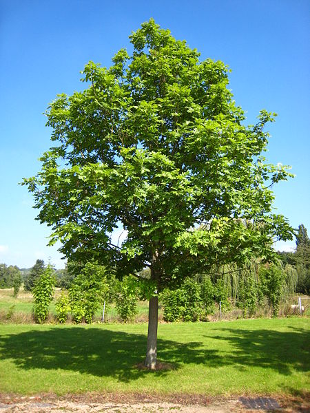 Fraxinus excelsior,  () 