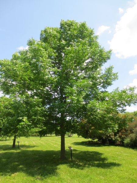 Fraxinus americana,  () 