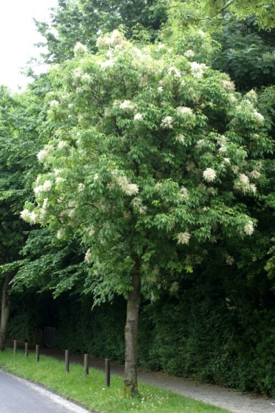 Fraxinus ornus, 