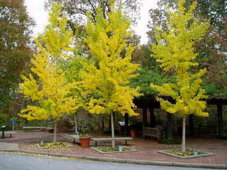 Ginkgo biloba,  