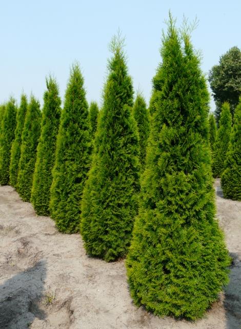   Thuja occidentalis Smaragd,  