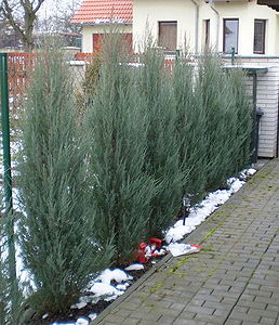 Енциклопедия - Juniperus scopulorum Skyrocket, Смрика синя колоновидна Скайрокет