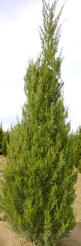 Juniperus chinensis Spartan