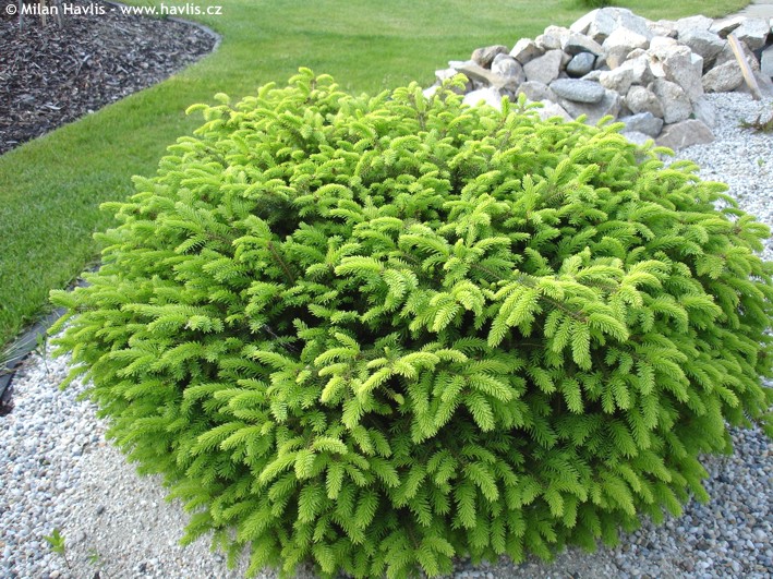 Picea abies Nidiformis,  