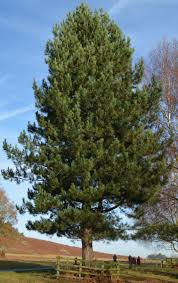 Pinus nigra, Черен бор