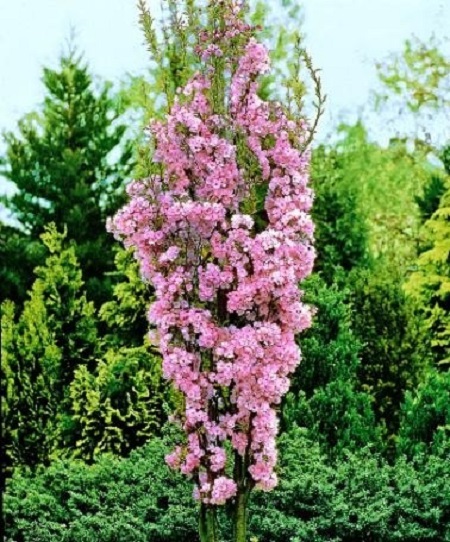 Prunus serrulata Amanogava, Колоновидна японска вишна.