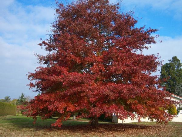 Querqus rubra,   