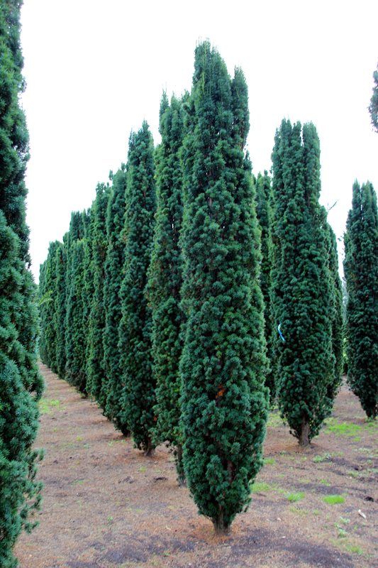 Taxus baccata Fastigiata,  