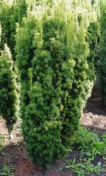 Taxus media Hicksii, T